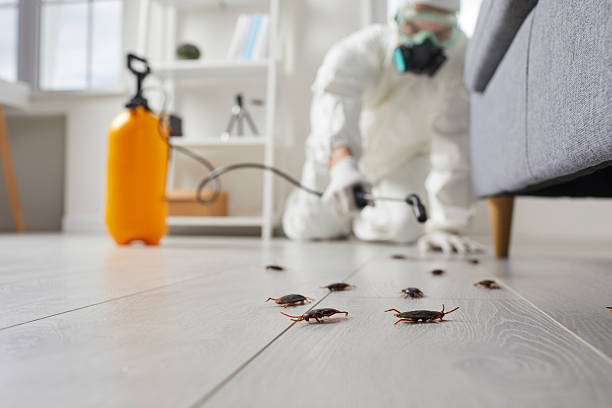 Affordable Termite Control solutions in Weed, CA